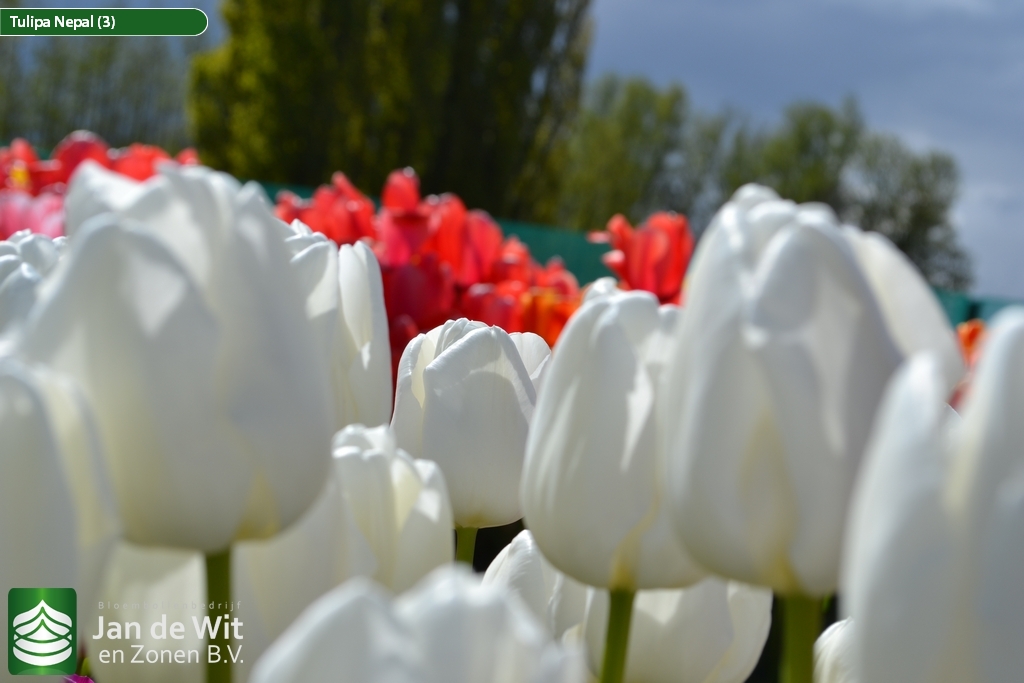 Test planting tulips Fotos Jan de Wit en Zonen B.V.